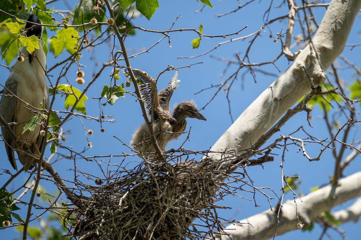 Black-crowned Night Heron - Amanda Newlove