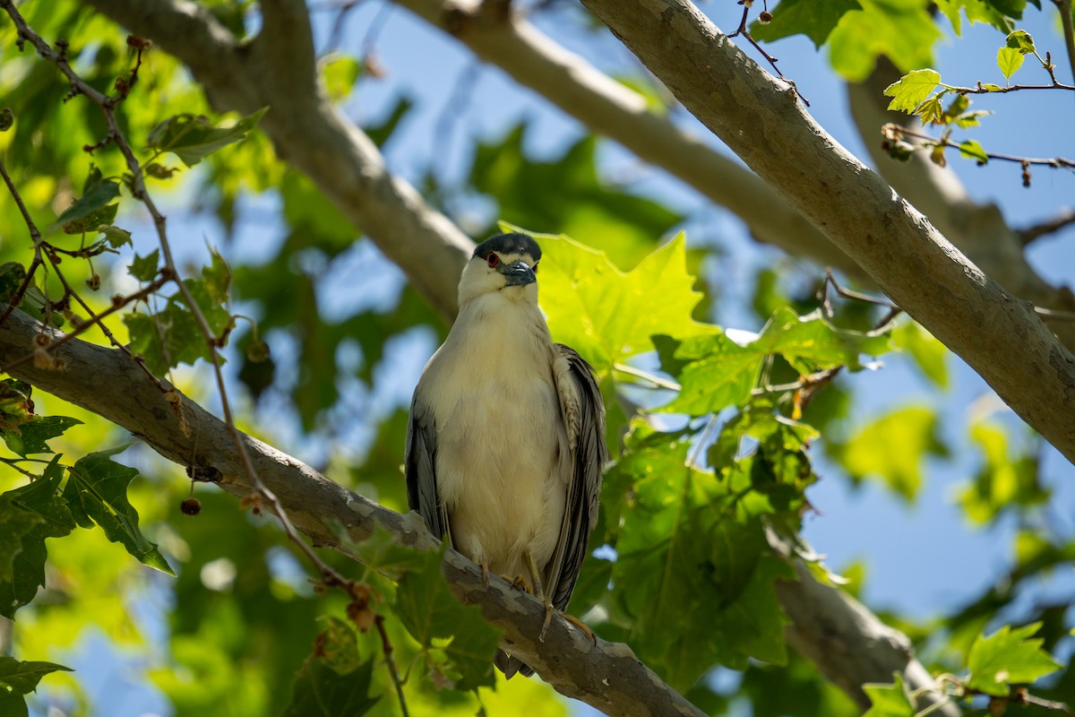 Black-crowned Night Heron - Amanda Newlove