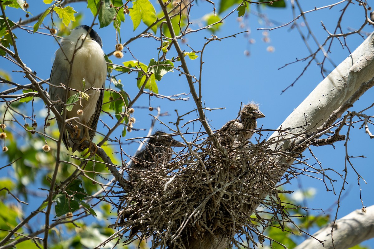 Black-crowned Night Heron - Amanda Newlove