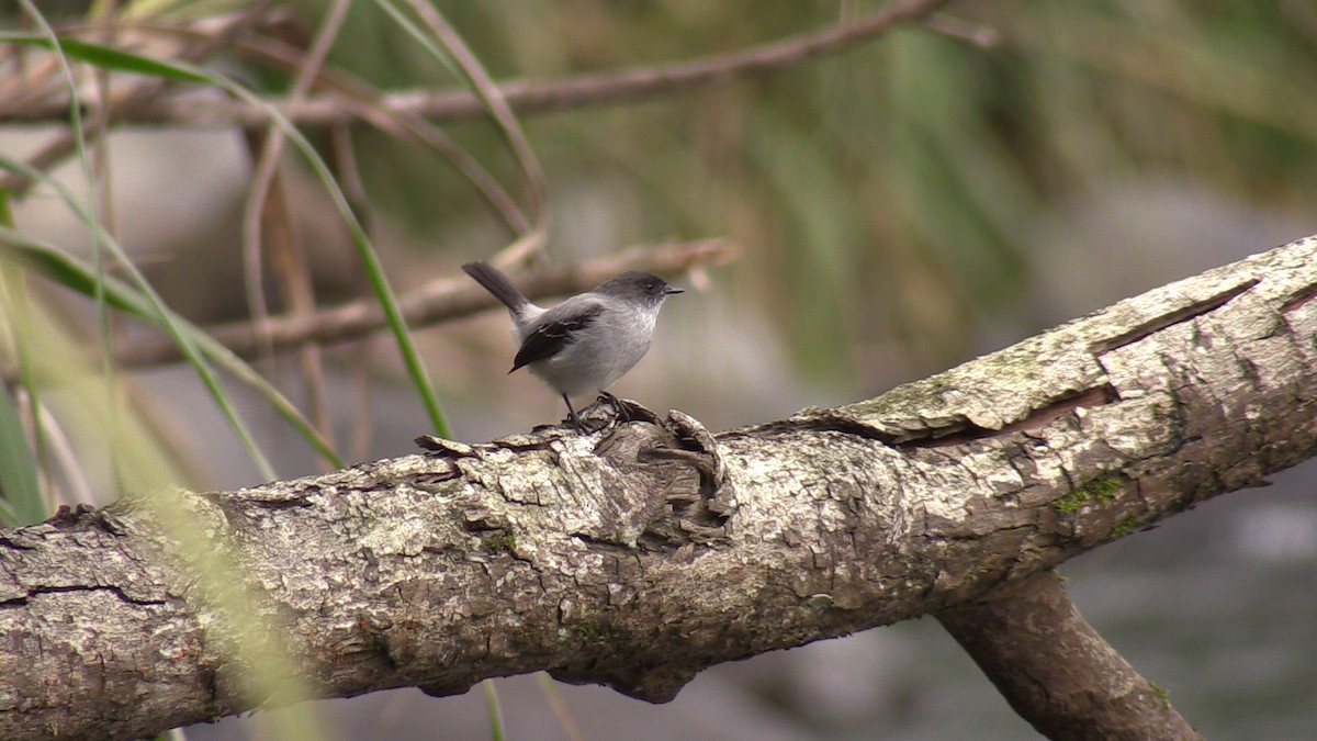 Torrent Tyrannulet - ML579812231