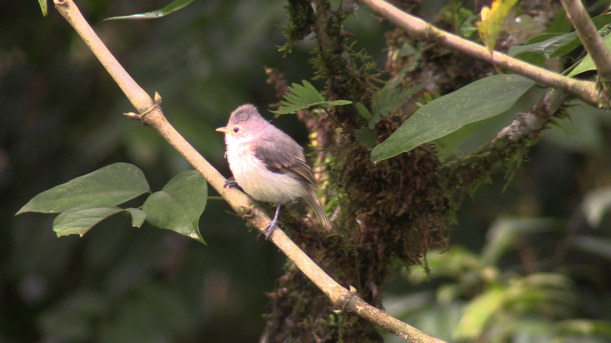 Southern Beardless-Tyrannulet - ML579813031