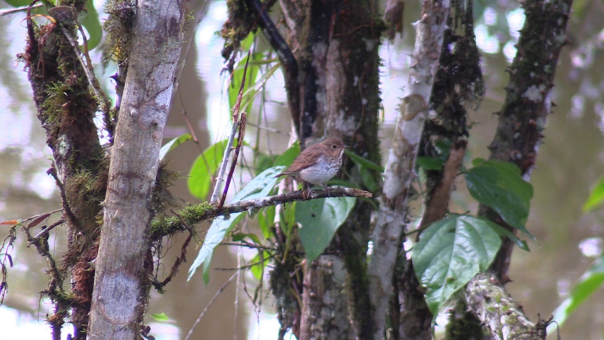 Swainson's Thrush - ML579813361