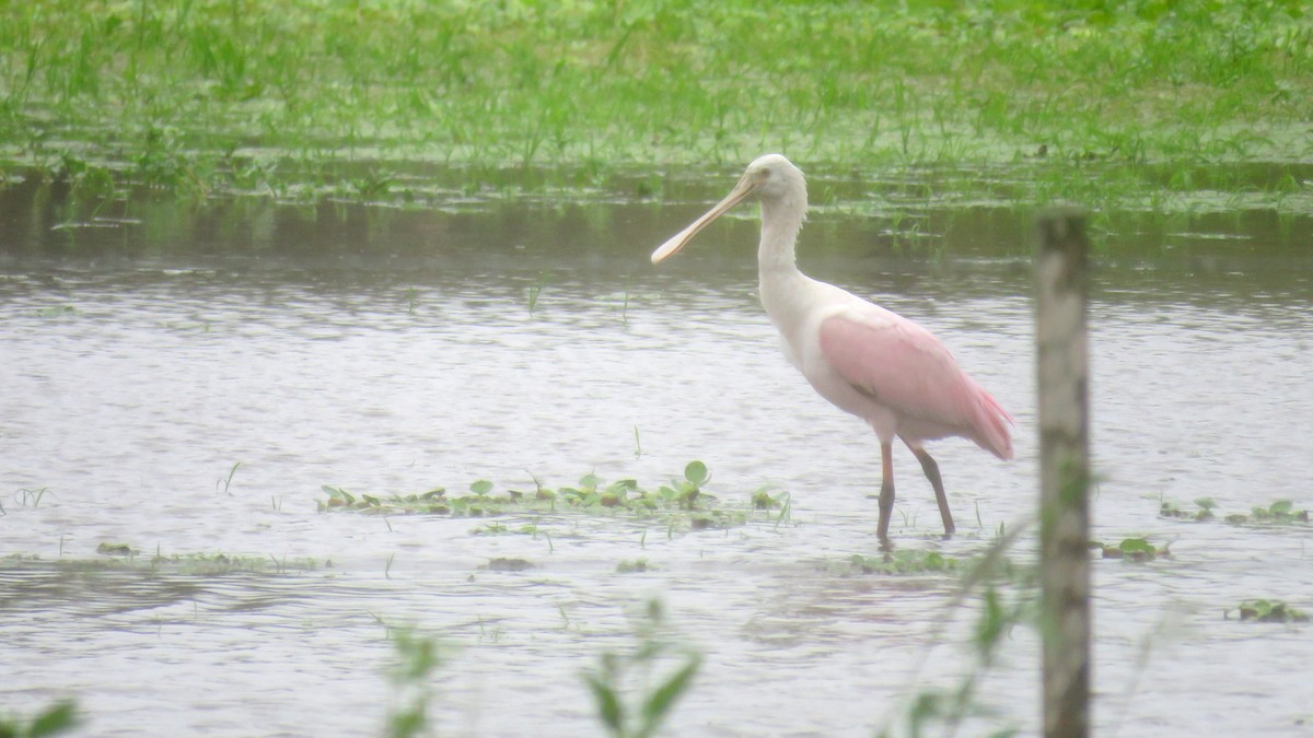 Roseate Spoonbill - ML57981371