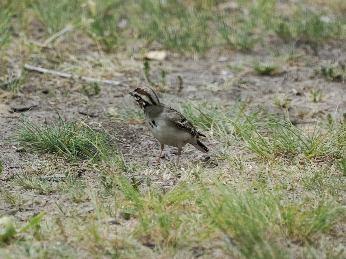 Lark Sparrow - ML579815401