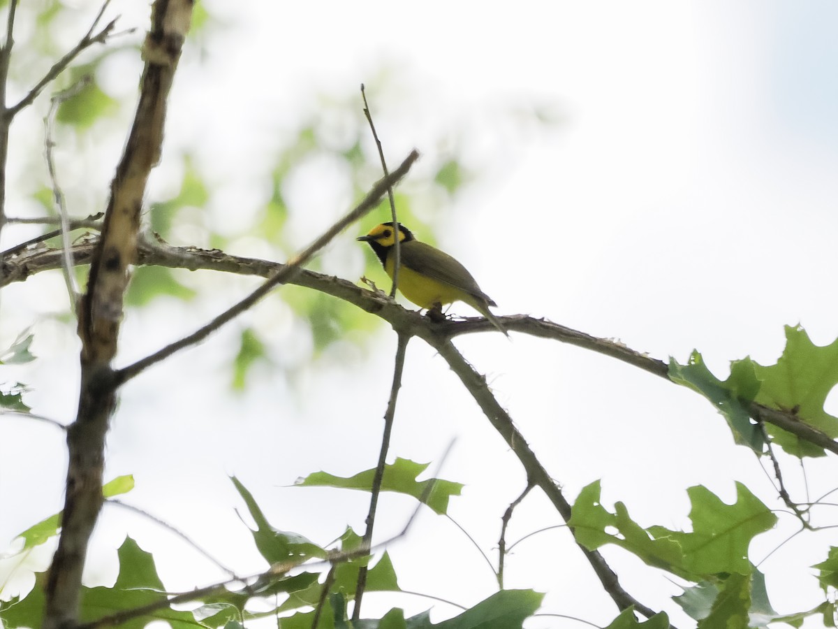 Hooded Warbler - ML579815461