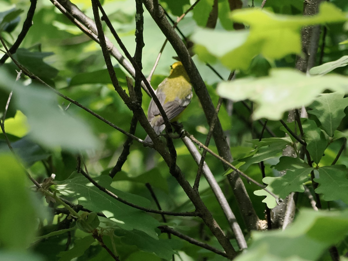 Blue-winged Warbler - ML579815501