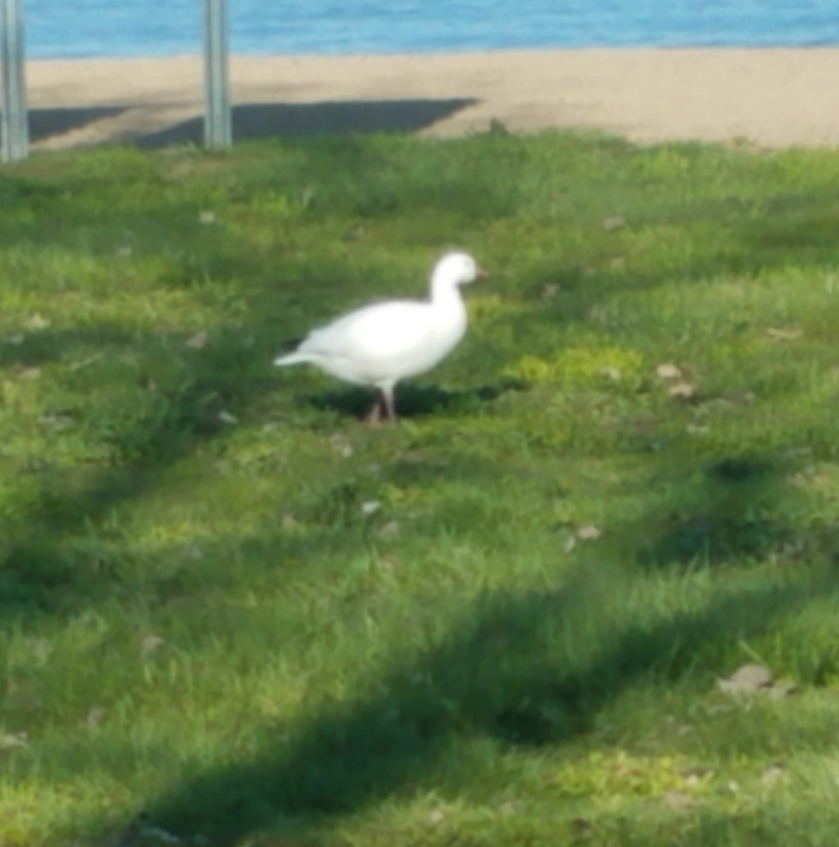 Ross's Goose - ML579816441