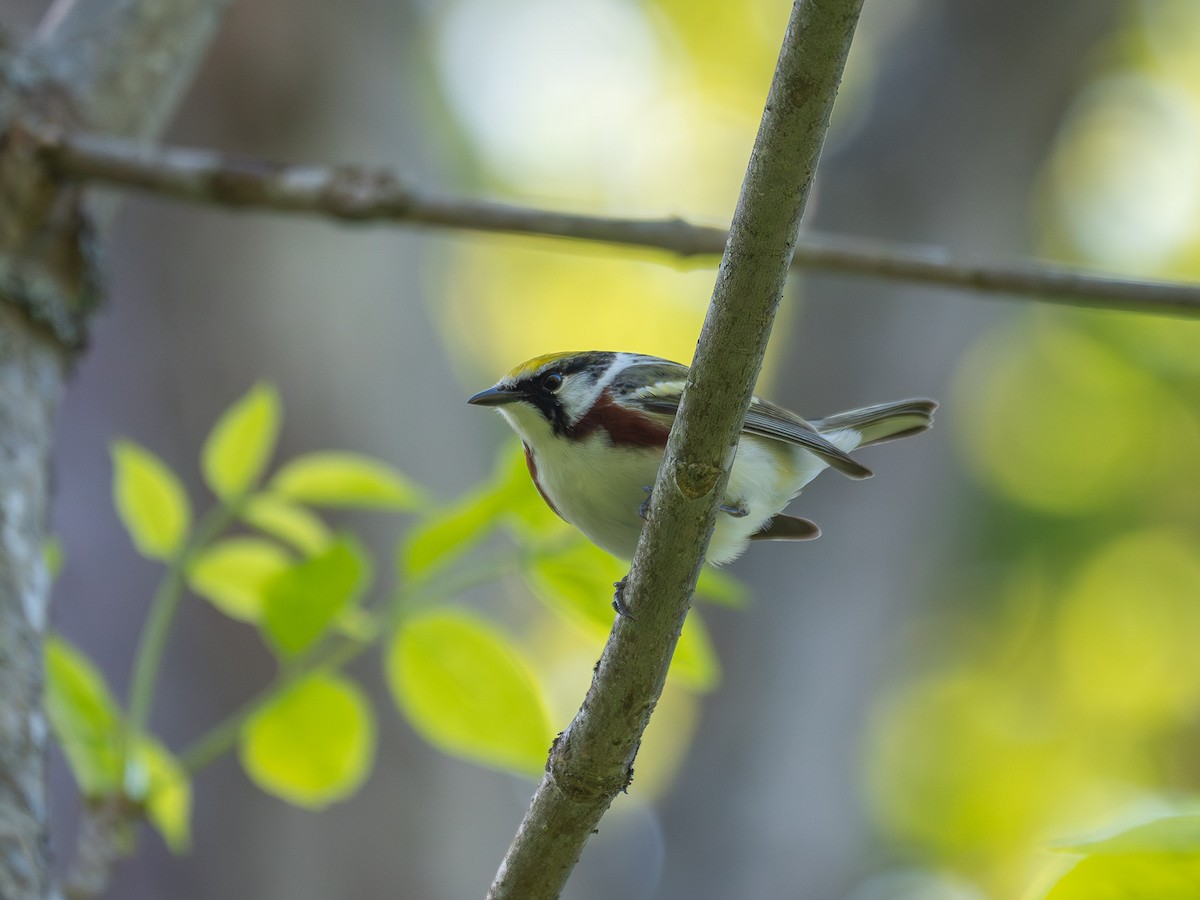 Chestnut-sided Warbler - grizzly marmot