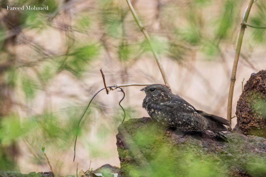 Engoulevent affin - ML57981711