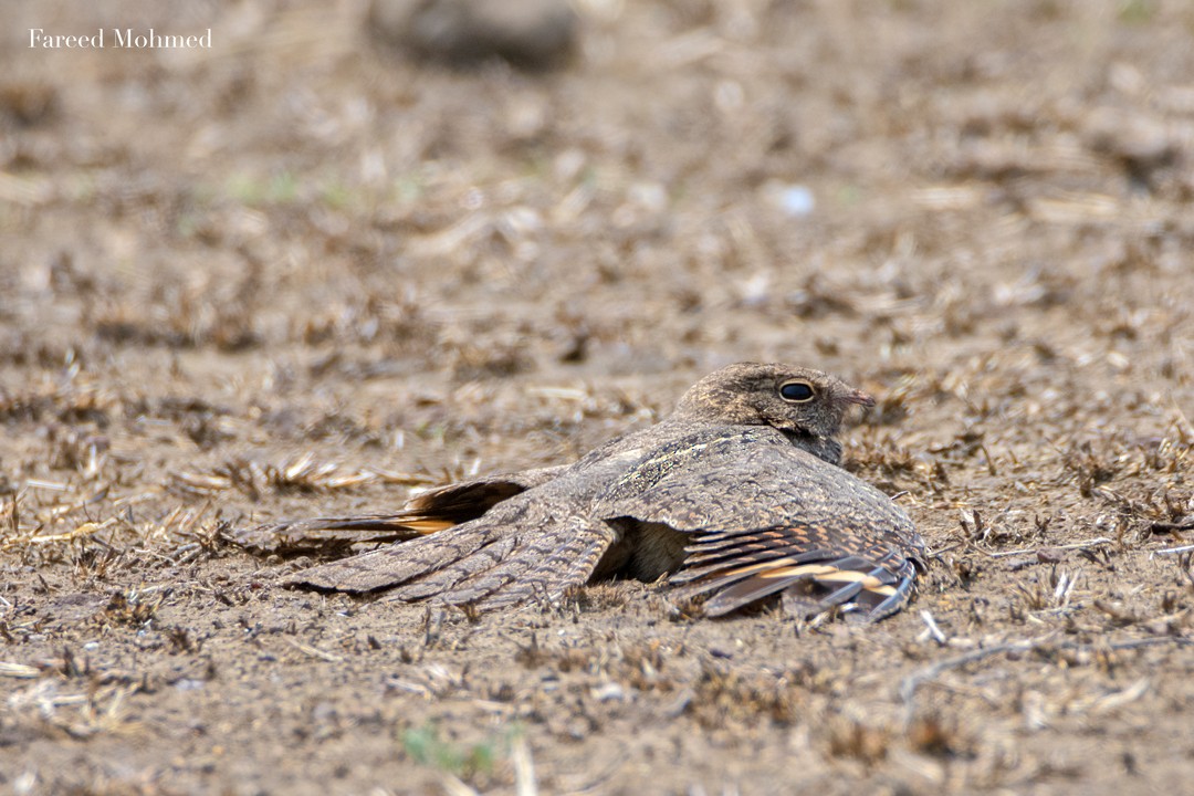 Engoulevent affin - ML57981741