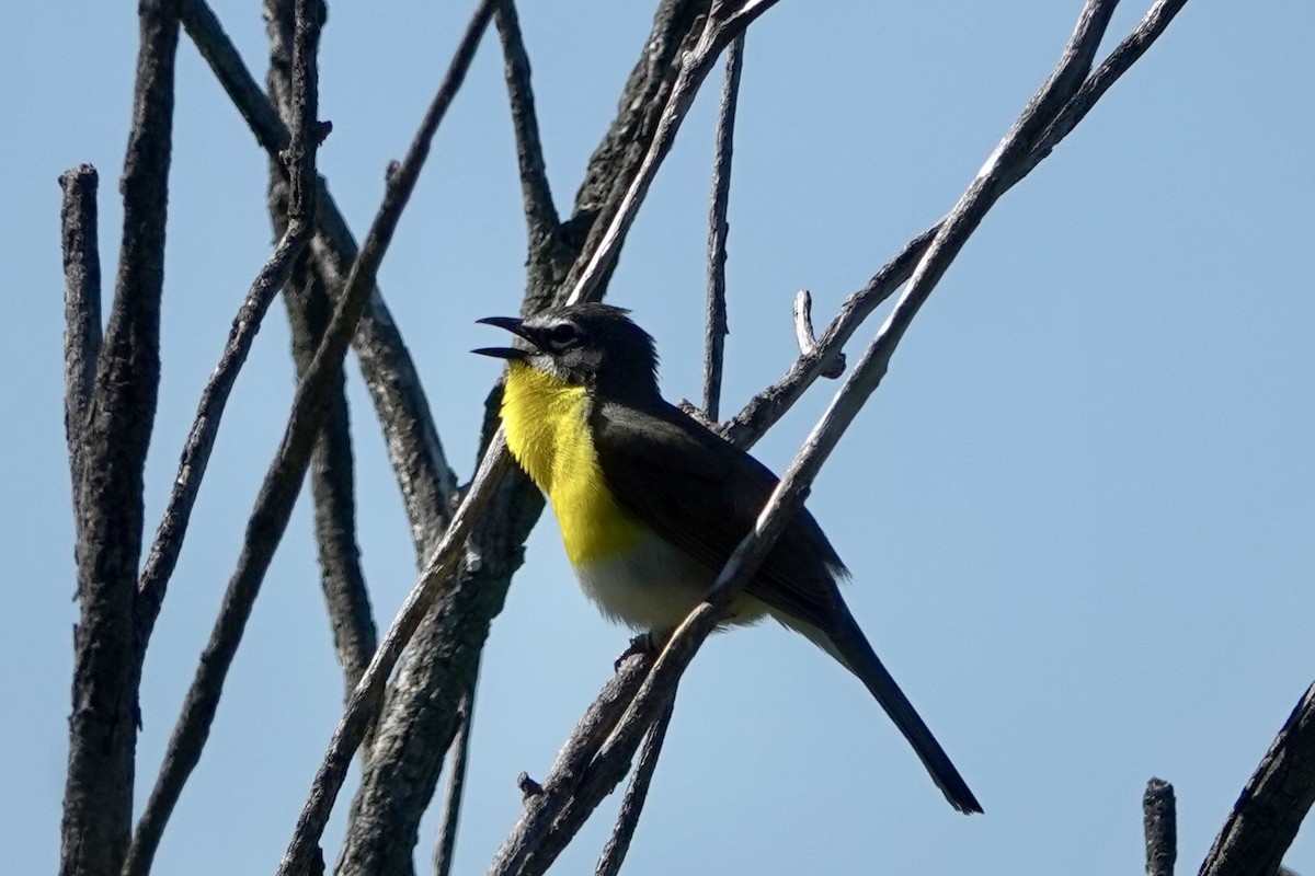 Yellow-breasted Chat - Kenna Sue Trickey