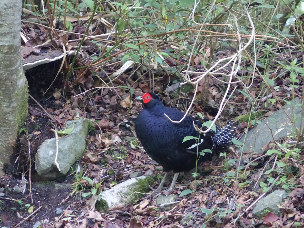 Mikado Pheasant - ML579818481