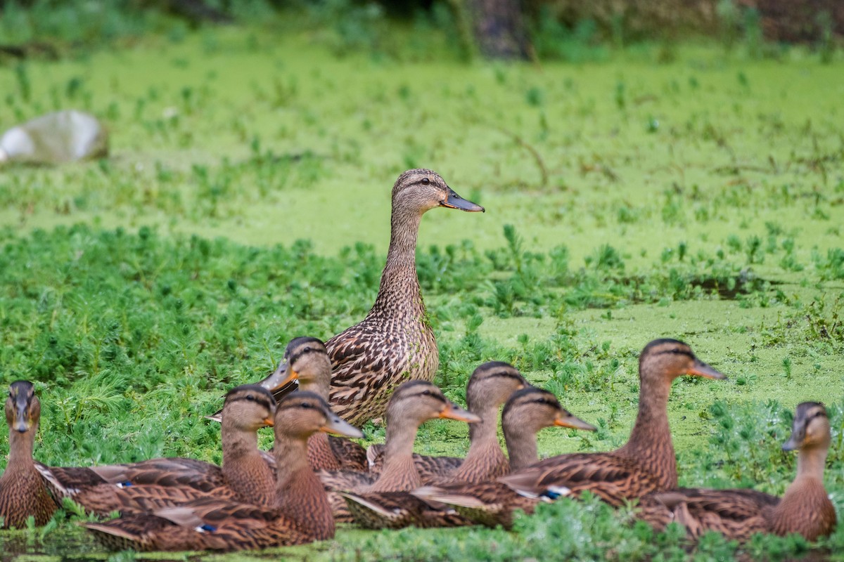 Mallard - Richard Pockat