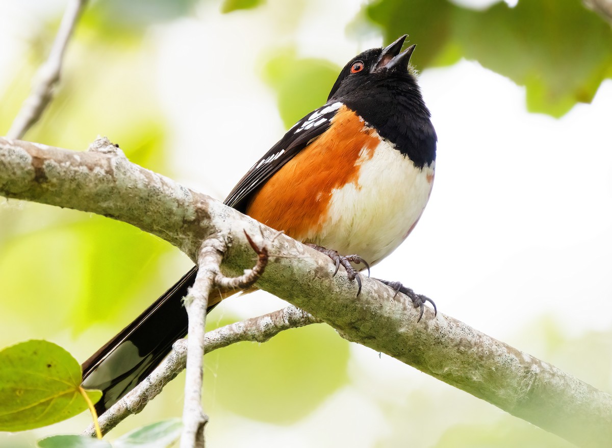 Spotted Towhee - ML579818981