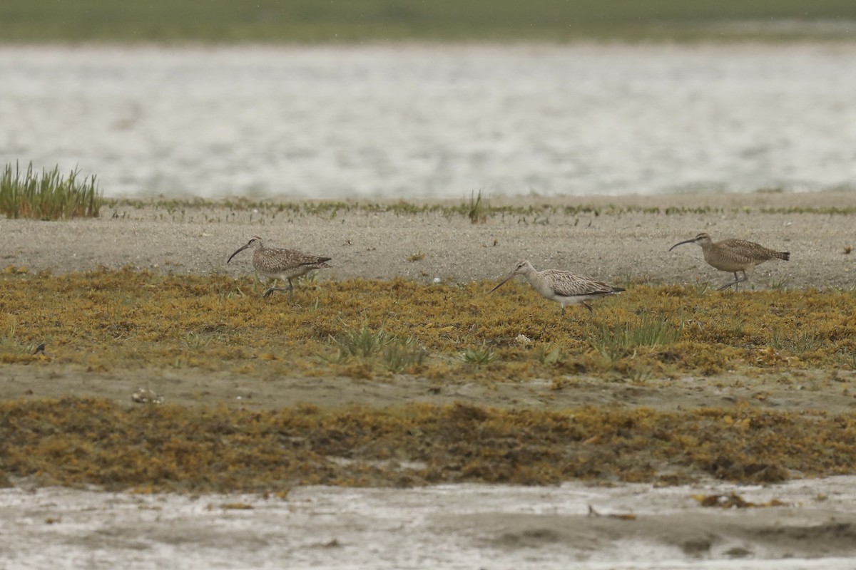 Pittima minore - ML579820191