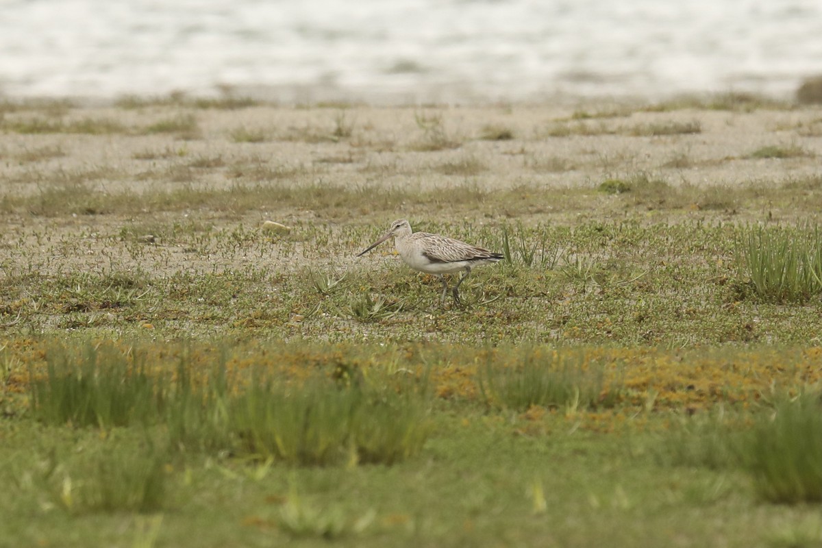 Pittima minore - ML579820201