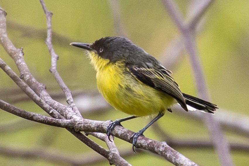 Common Tody-Flycatcher - ML579820441