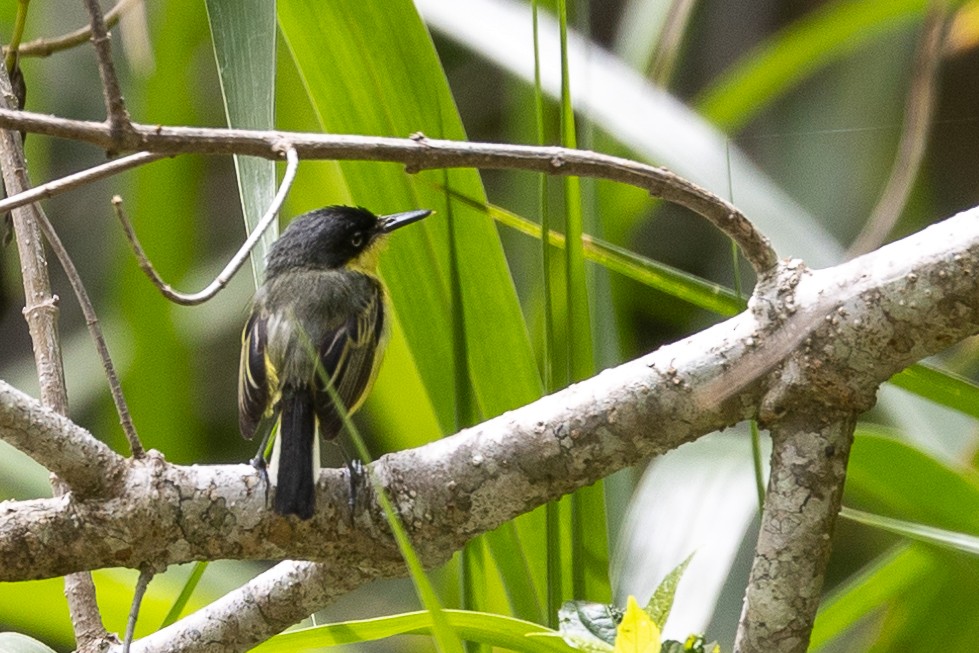 Common Tody-Flycatcher - ML579820451