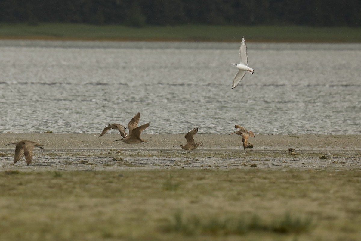Marbled Godwit - ML579820661