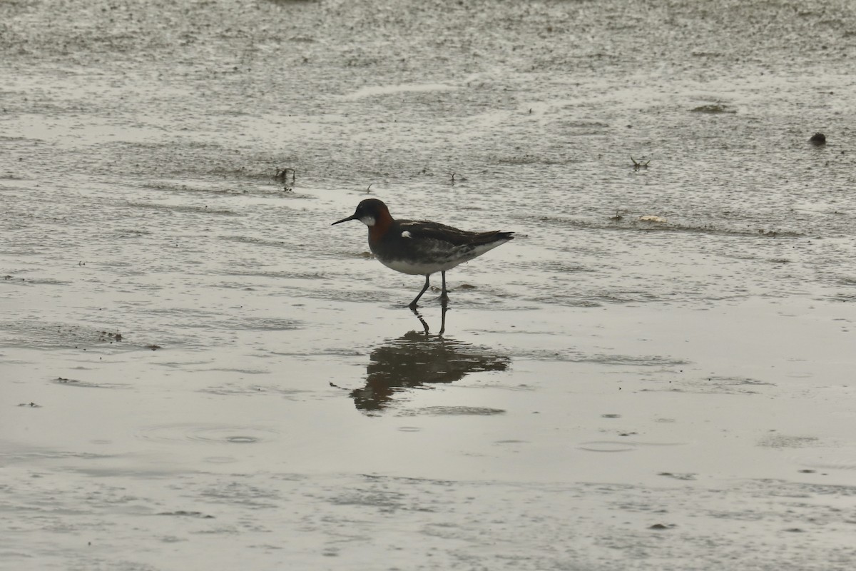 Falaropo beccosottile - ML579820691