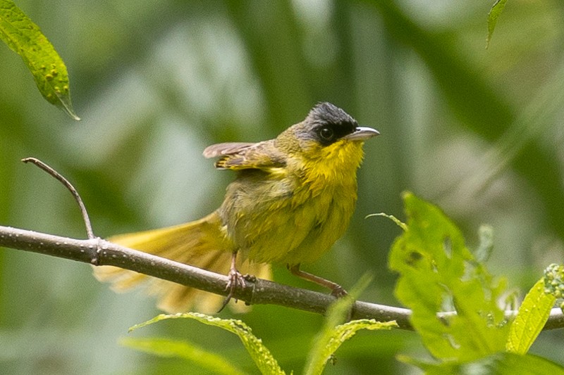 Gray-crowned Yellowthroat - ML579820851