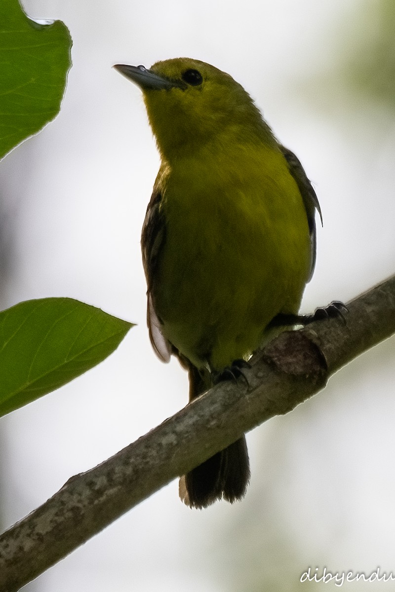 Common Iora - ML579820921