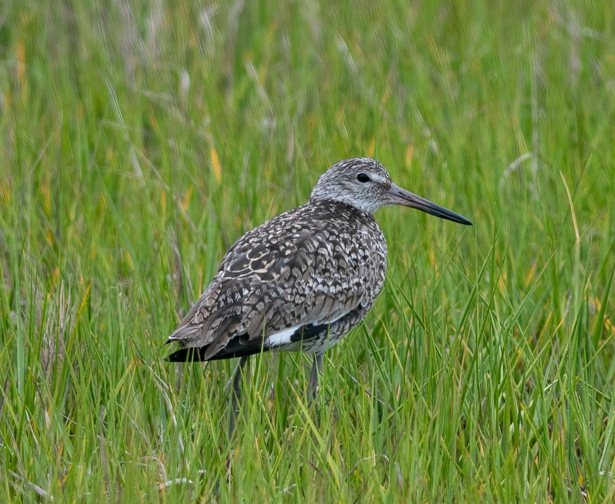 Willet (Eastern) - Clive Harris