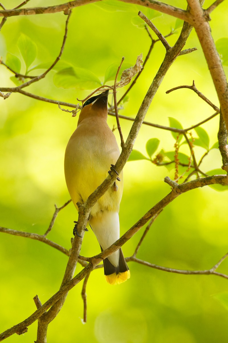 Cedar Waxwing - ML579821521