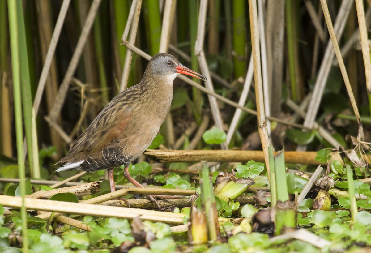 Virginia Rail (South American) - ML579822491