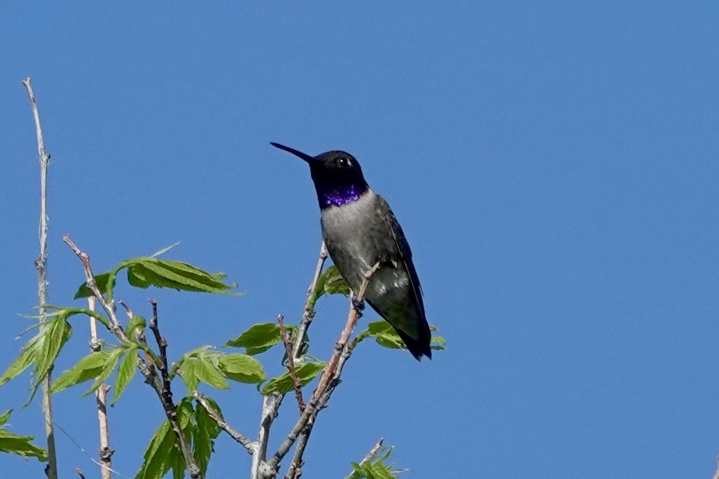 Black-chinned Hummingbird - ML579822531