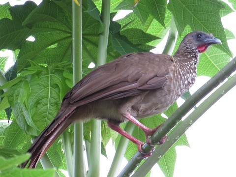 Chachalaca Moteada - ML57982321