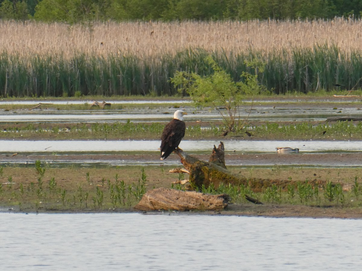 Weißkopf-Seeadler - ML579823311