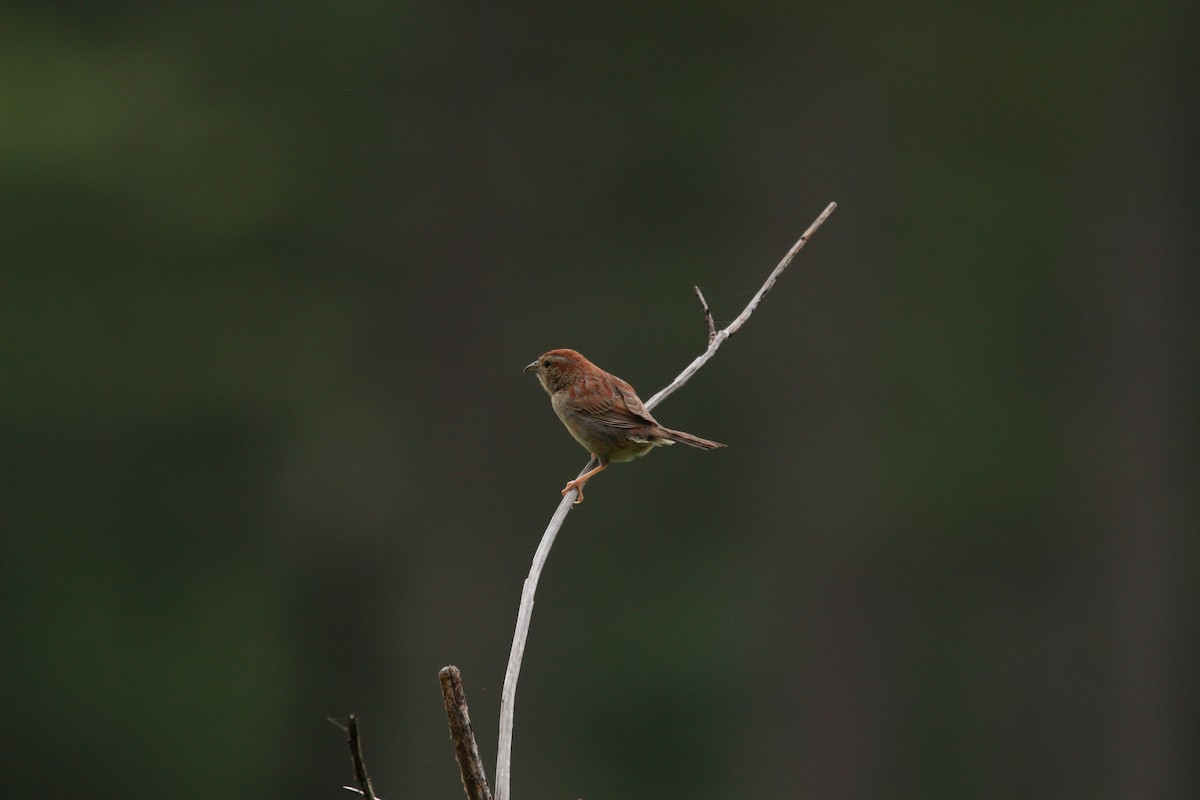 Bachman's Sparrow - ML579823481