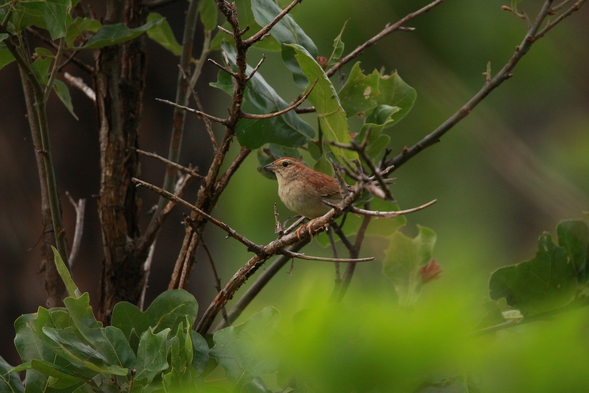 Bachman's Sparrow - Jesse Pline