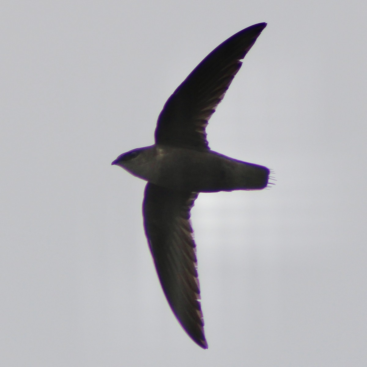 Chimney Swift - ML579824751