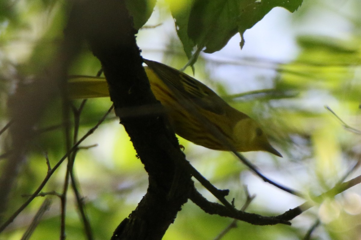 Yellow Warbler - ML579824771