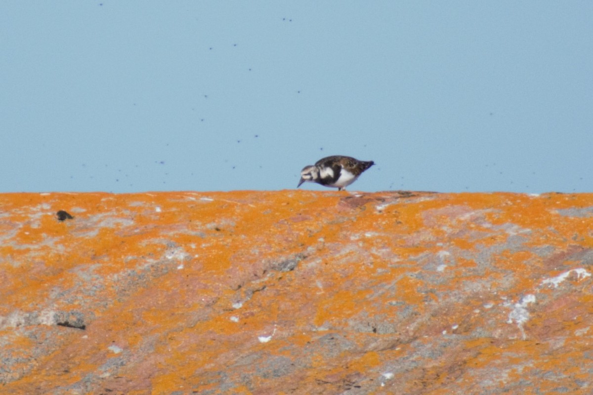 Ruddy Turnstone - ML579824781