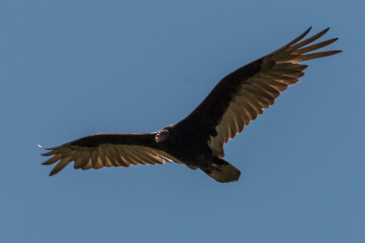 Turkey Vulture - ML57982531