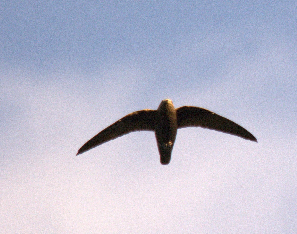 Great Dusky Swift - Glauco Tonello Tonello