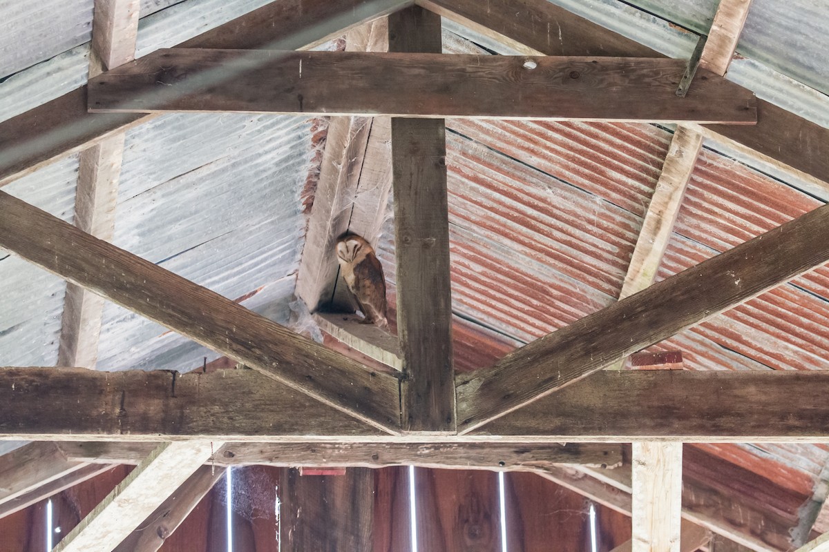 American Barn Owl - Carolyn Belknap