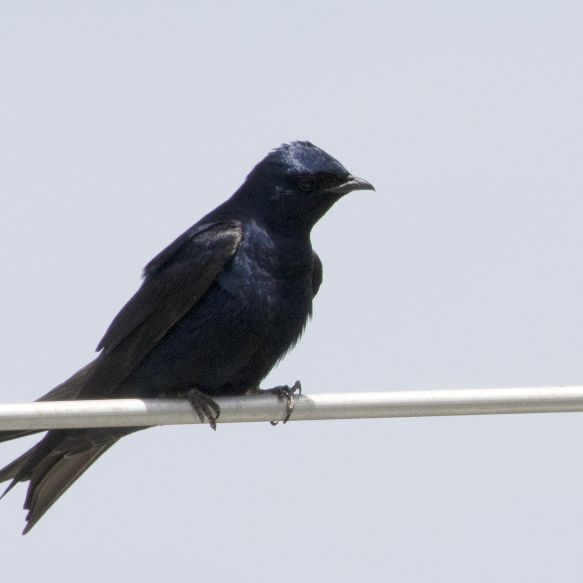 Purple Martin - ML579825781