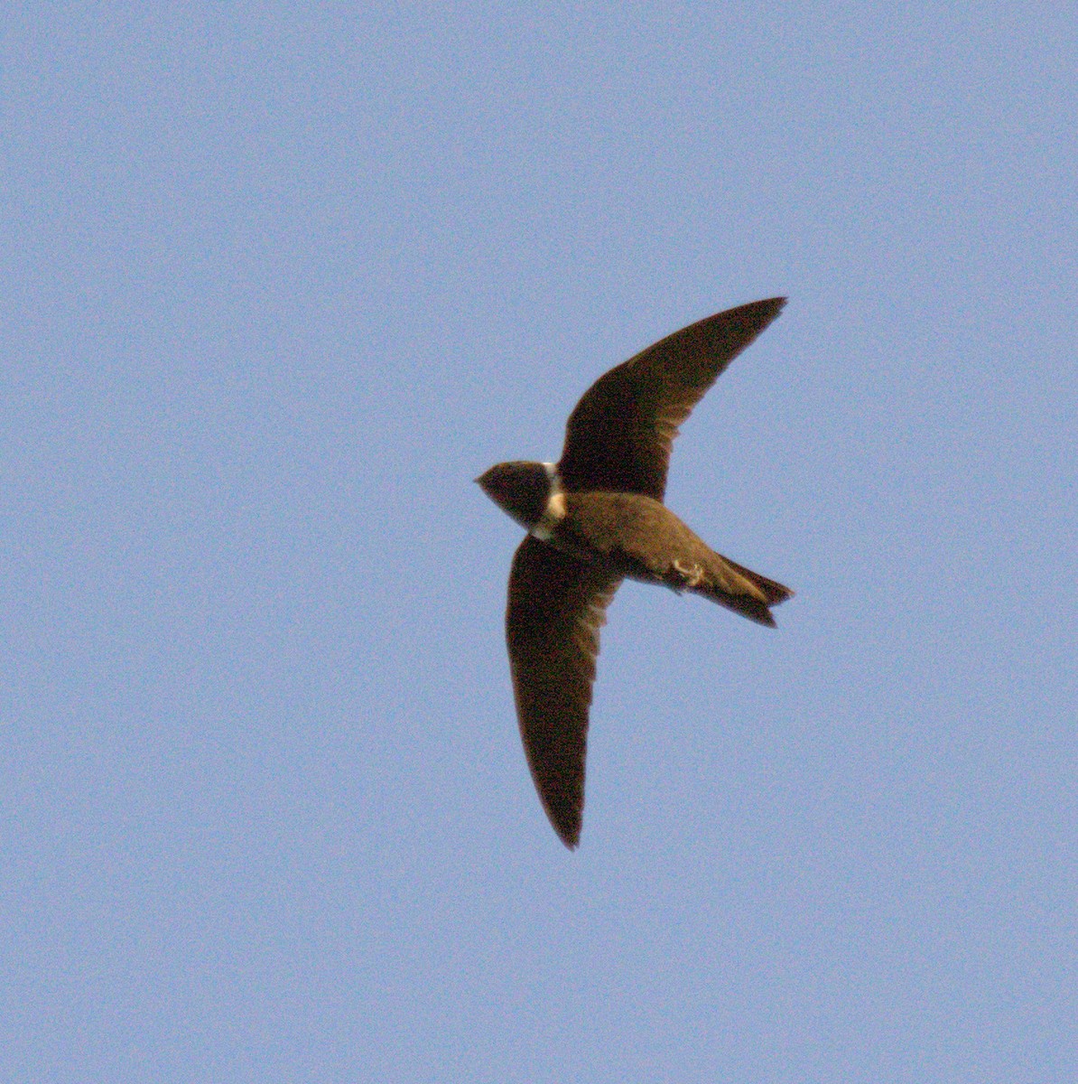 White-collared Swift - ML57982621