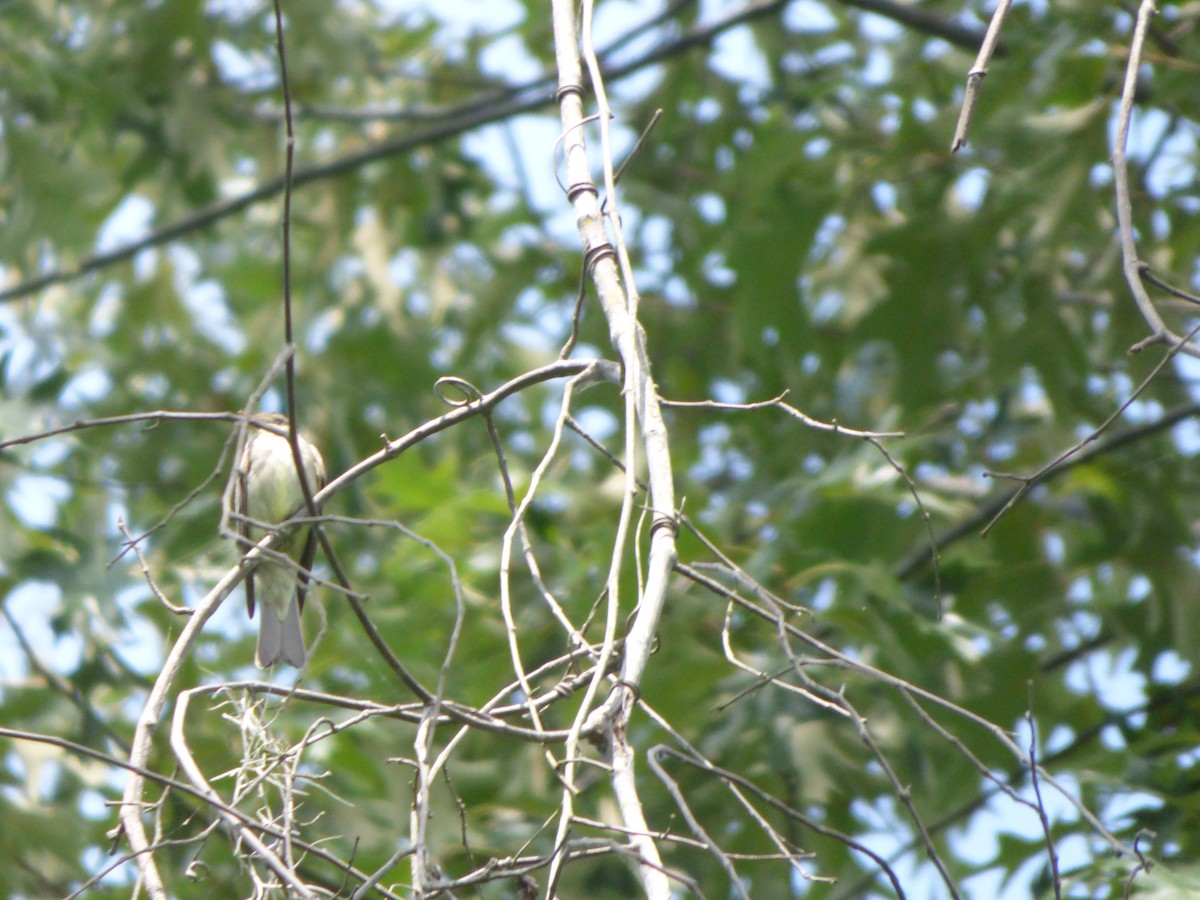 Acadian Flycatcher - ML579826491