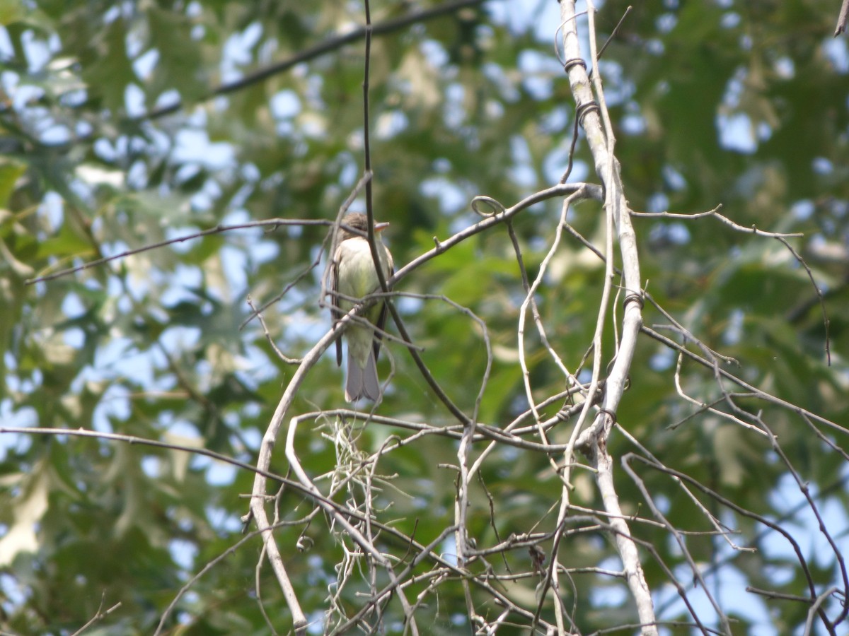 Acadian Flycatcher - ML579826521