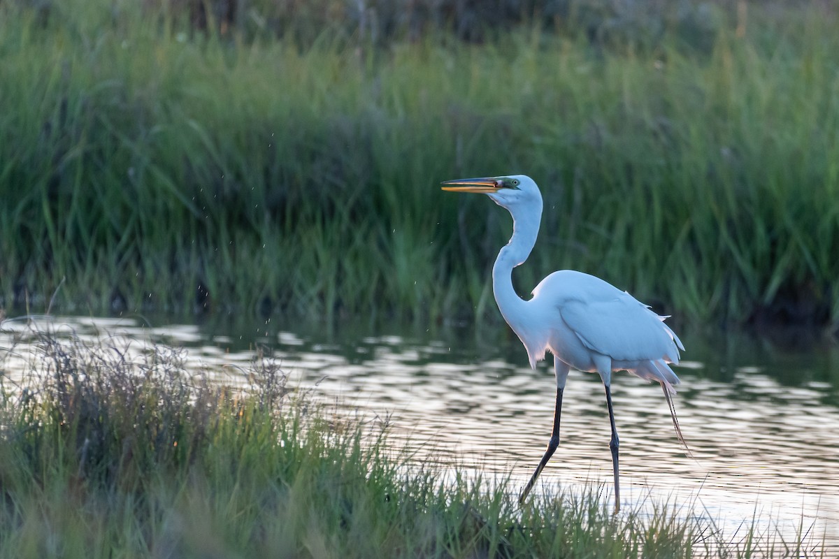 Great Egret - ML579826701