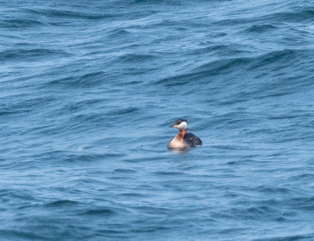 Red-necked Grebe - ML579826931