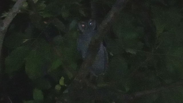 Tropical Screech-Owl - ML579827051