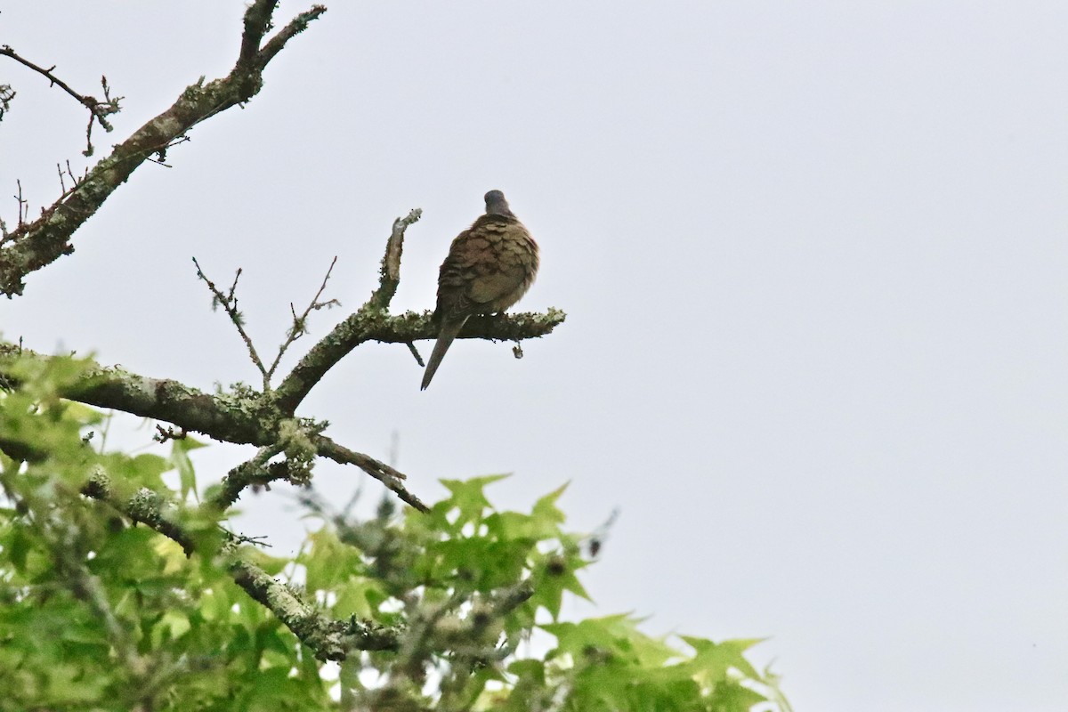 Mourning Dove - ML579827351