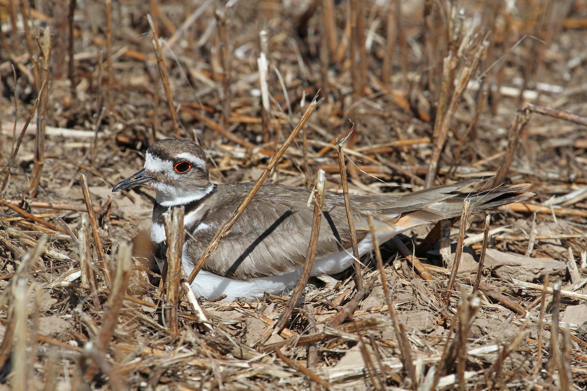 Killdeer - ML57982761