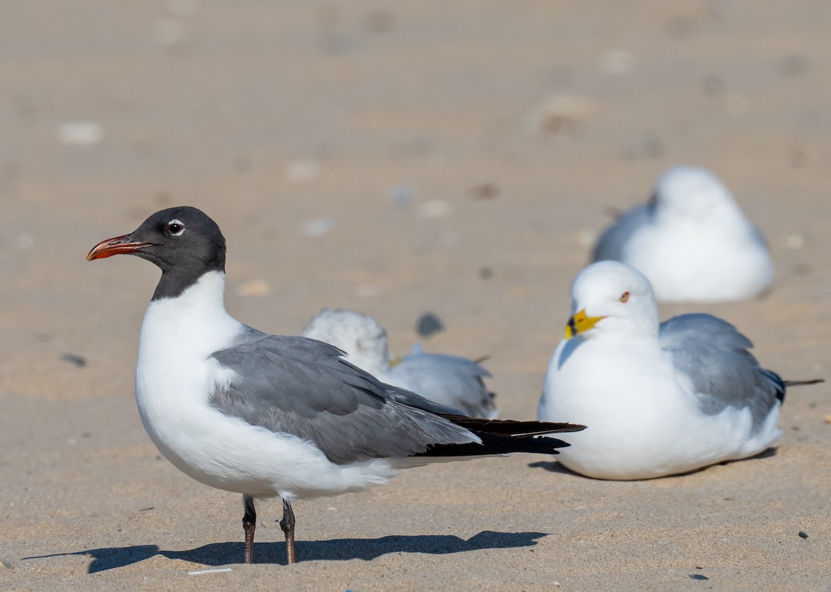 Laughing Gull - ML579827711